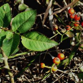 蔷薇子石珊瑚野蔷薇子