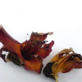 正宗木棉花野生木棉花