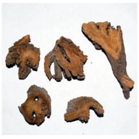 正宗土大黄正宗血三七