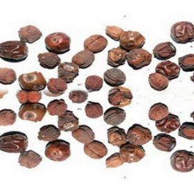 功劳子枸骨果实枸骨子