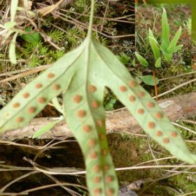 精选优质正宗金鸡脚叶