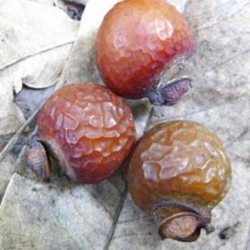 木患子 苦患树 黄目子