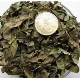 精选野生柿子叶正宗柿叶