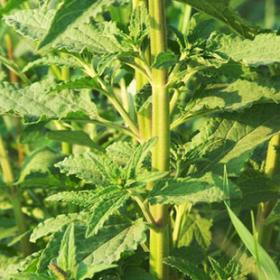 荔枝草荠宁雪见草干货