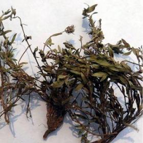 正宗小草细须草青龙草