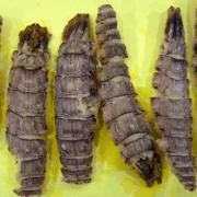 美味管虾琴虾虾姑干货