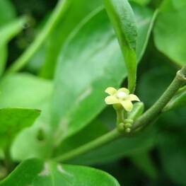 印度减肥茶吉姆奈玛茶