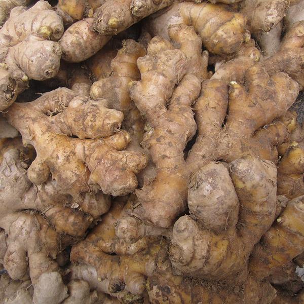 老姜农家姜土姜月子姜