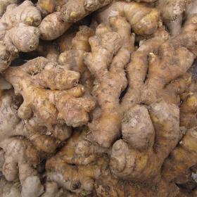 老姜农家姜土姜月子姜