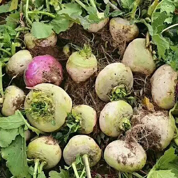 帢玛古干片新疆帢玛古