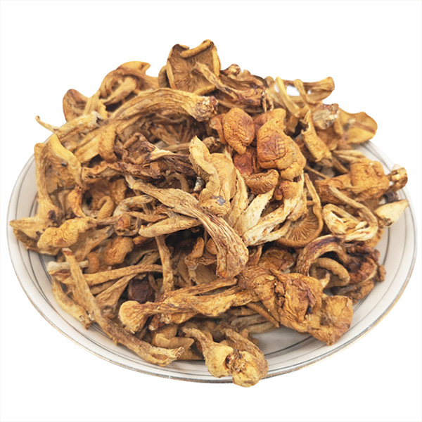 珍珠菇福建古田滑子菇