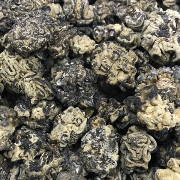 猴脑木耳黑松菌核桃菌