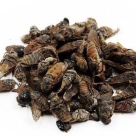 蜚虻牛虻牛蚊子牛苍蝇