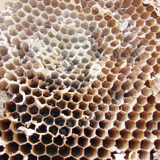 胡蜂巢蜂窝蜂房野生马蜂巢