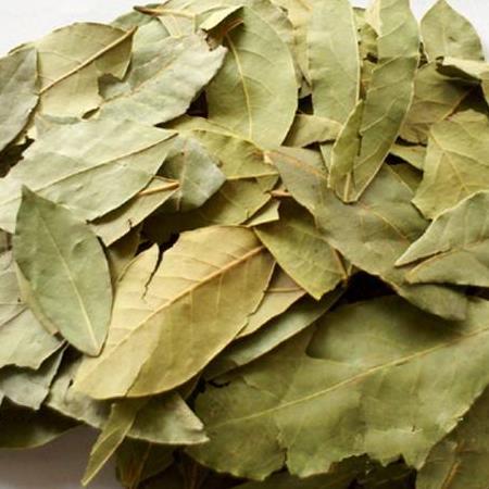 正宗广西天然月桂香叶