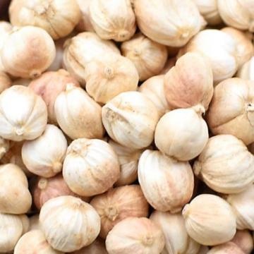 调味料白扣豆蔻白豆蔻