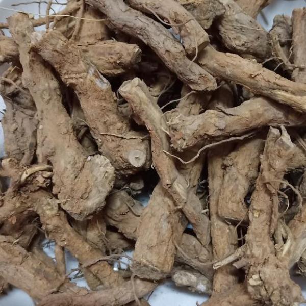 枸杞根枸杞子树头老根