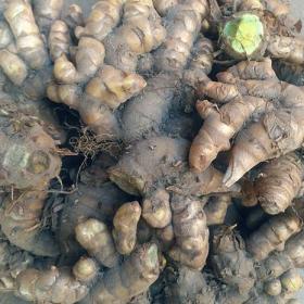 莪术绿肉姜黑姜老姜块