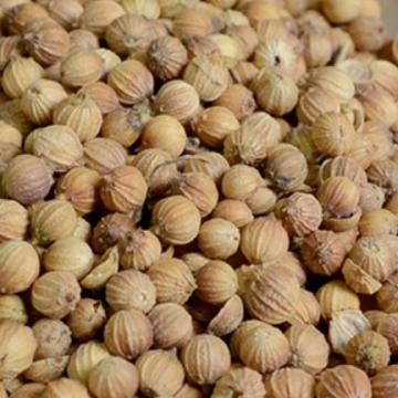 卤菜炖菜川菜用香菜籽