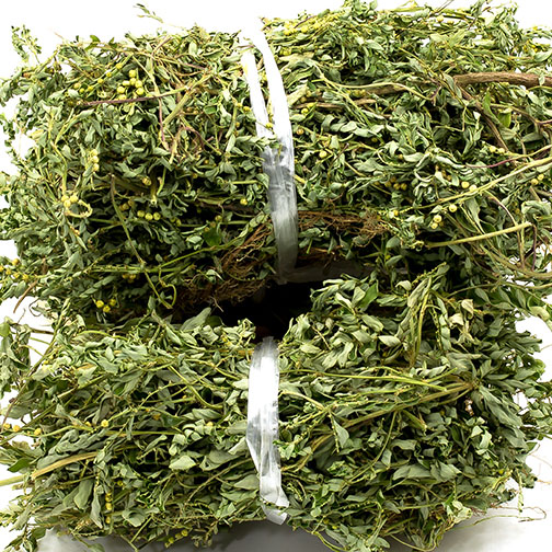 珍珠草野生龙珠鱼鳞草