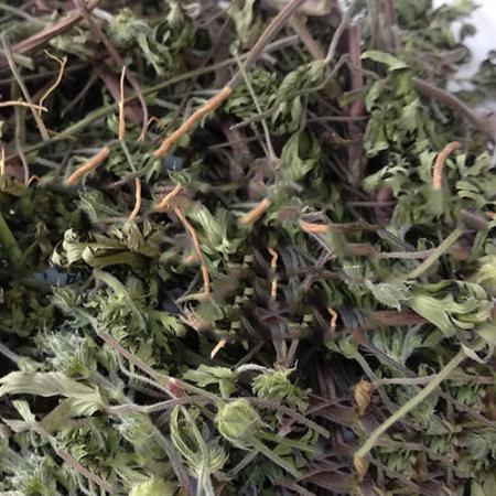 老鹳草晒干野生老鹳草