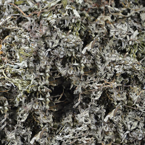 五月晒干艾草野生艾叶