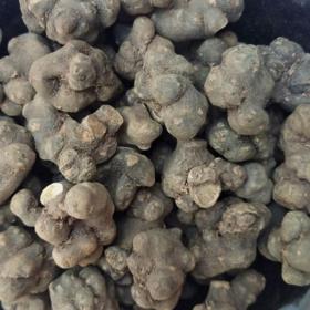 野延胡飞来牡丹夏天无