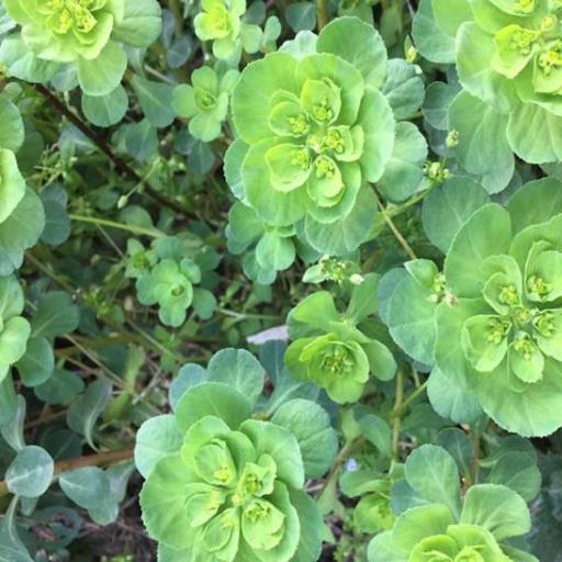 五凤草灯台草泽漆猫眼草