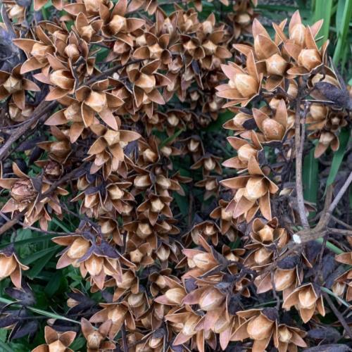 野生香椿子香椿果椿树子