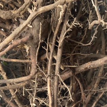 野生棕树根新鲜棕榈根