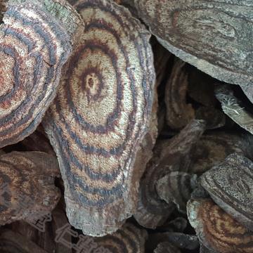 黑血藤黑骨藤黑风藤