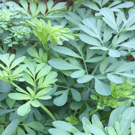 芸香草臭艾草香草荆芥七