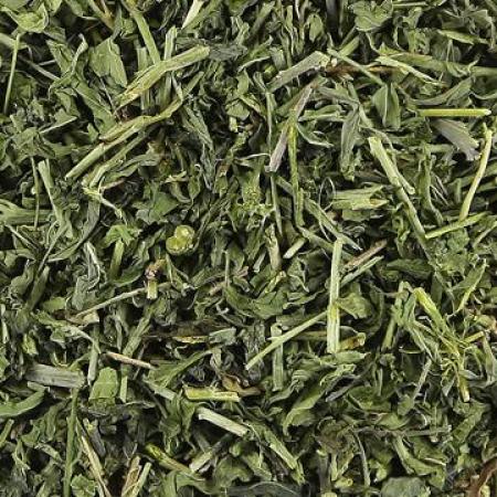 野生透骨草珍珠透骨草