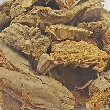 蒲黄根蒲笋东方香蒲根