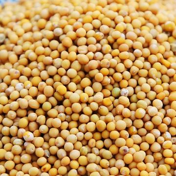 野生白芥子白芥籽茶