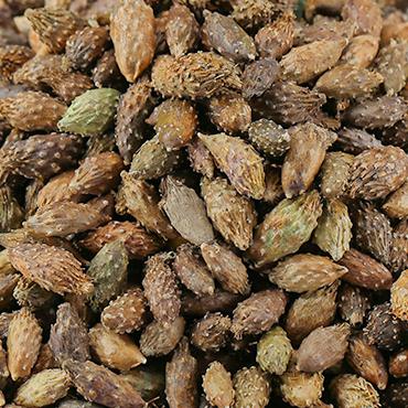 野生苍耳子苍耳子茶