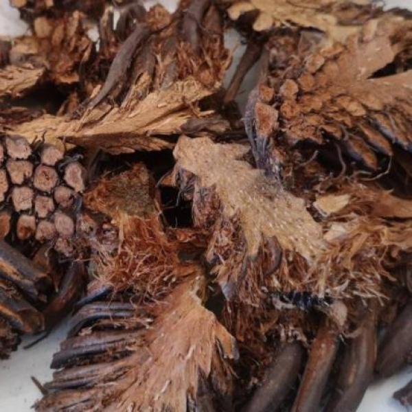 东北绵马贯众贯仲贯节