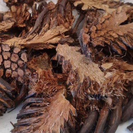 东北绵马贯众贯仲贯节