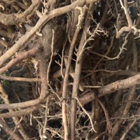 野生棕树根新鲜棕榈根