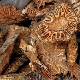 飞天擒罗飞天蠄蟧龙骨风