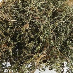 新鲜野生鹅不食草干草