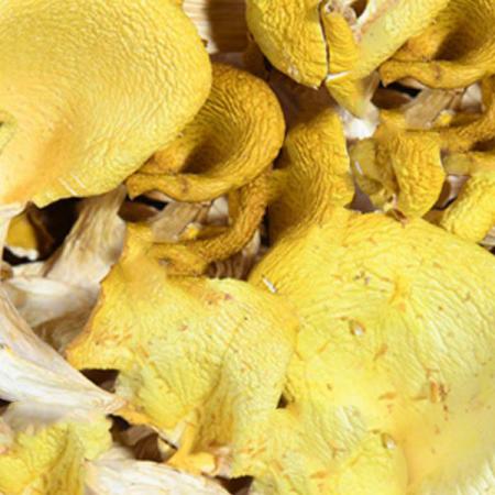 黄金菇黄丝菌榆菇鸡油菌