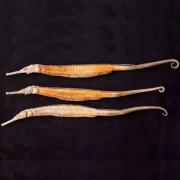 新晒黄金海龙大刁海龙干