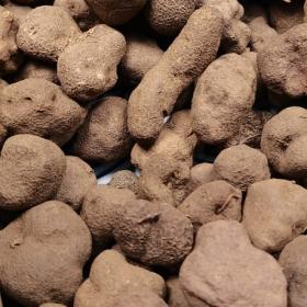 云南野生雷丸竹林子木莲子