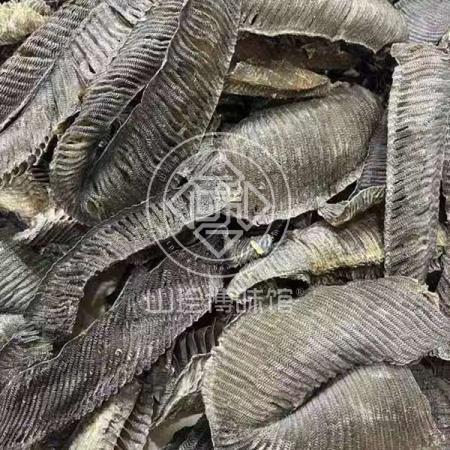 膨鱼腮清水特大黑腮