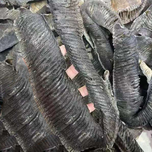 膨鱼腮清水特大黑腮