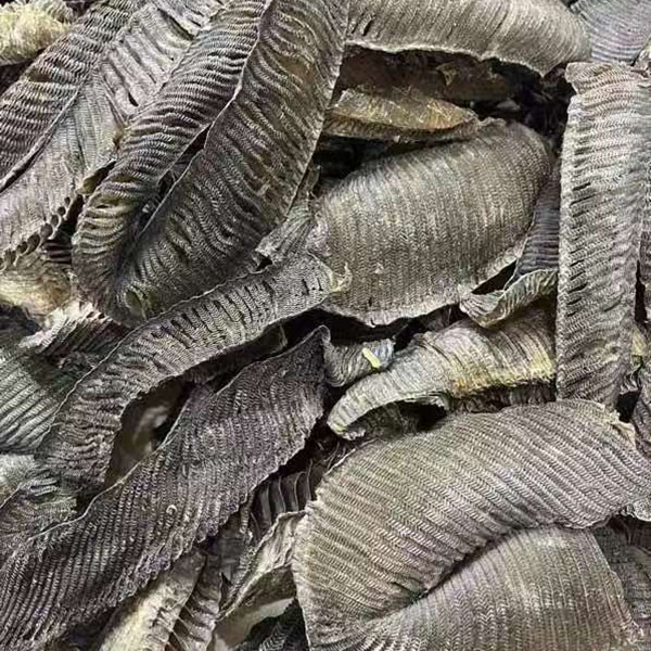 膨鱼腮清水特大黑腮