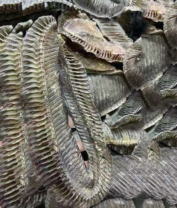 膨鱼腮清水特大黑腮