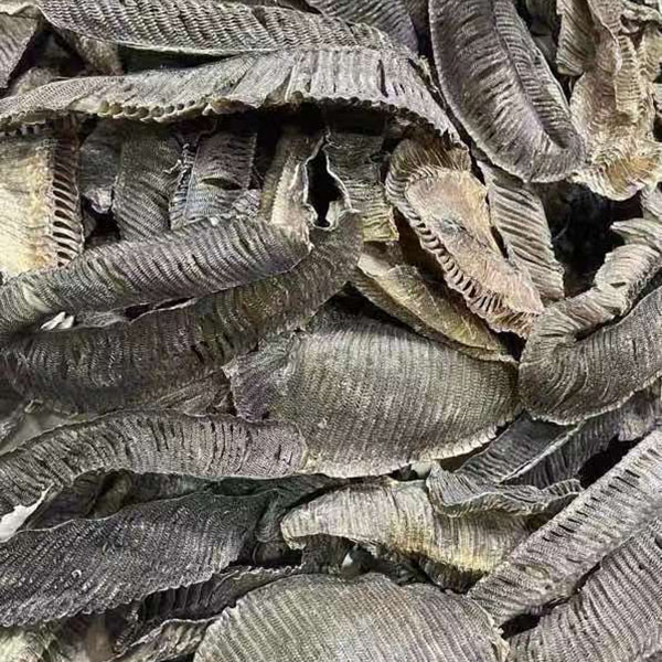 膨鱼腮清水特大黑腮