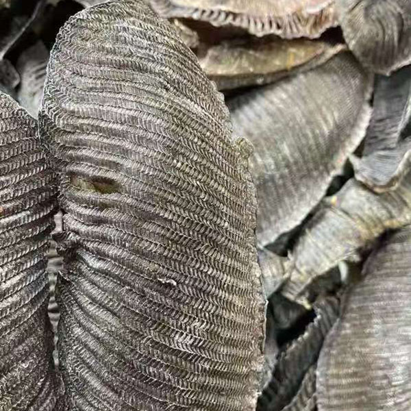 膨鱼腮清水特大黑腮